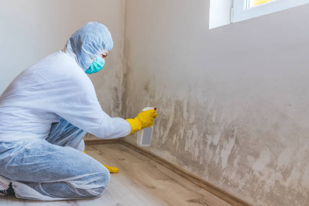 Licensed Mold Removal service in Middletown, VA - WQB Mold Removal