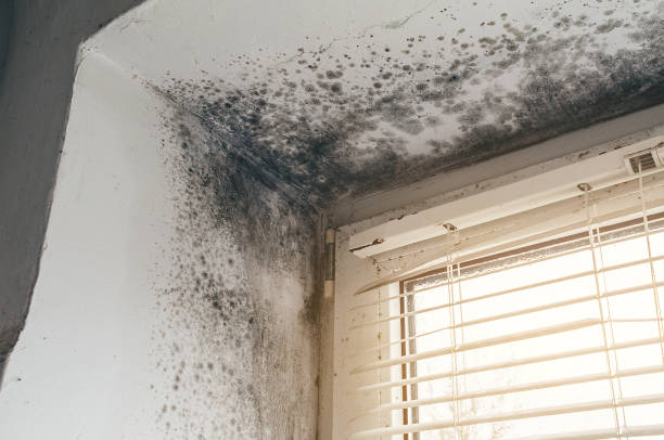 Affordable Mold Removal solutions in Middletown, VA